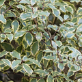 Pittosporum ‘Variegatum’ — Hardy Shrub, 3L Pot