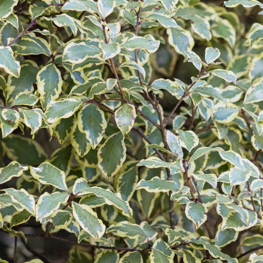 Pittosporum ‘Variegatum’ — Hardy Shrub, 3L Pot