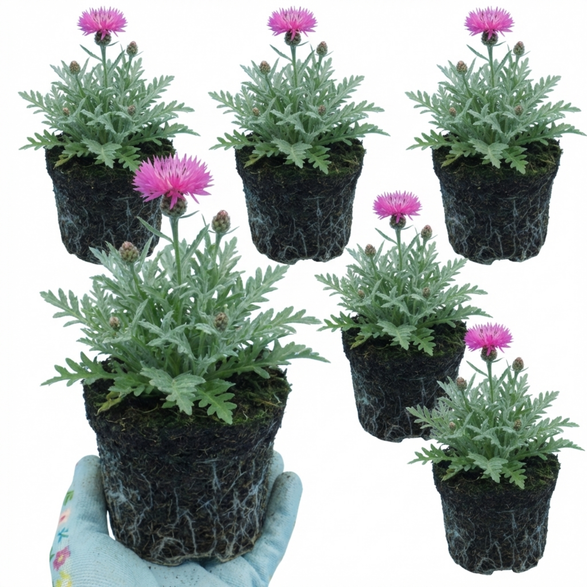 Centaurea ‘Bright Rose’ — Hardy Herbaceous Perennial, Bee-Friendly, 1L Pot (Set of 3 or 6)