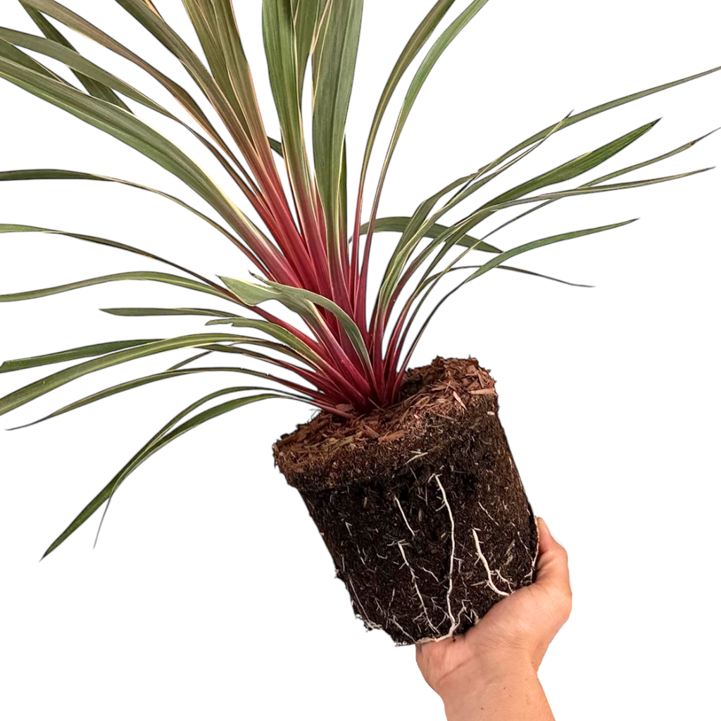 Cordyline ‘Magic Star’ — Hardy Perennial, 3L Pot