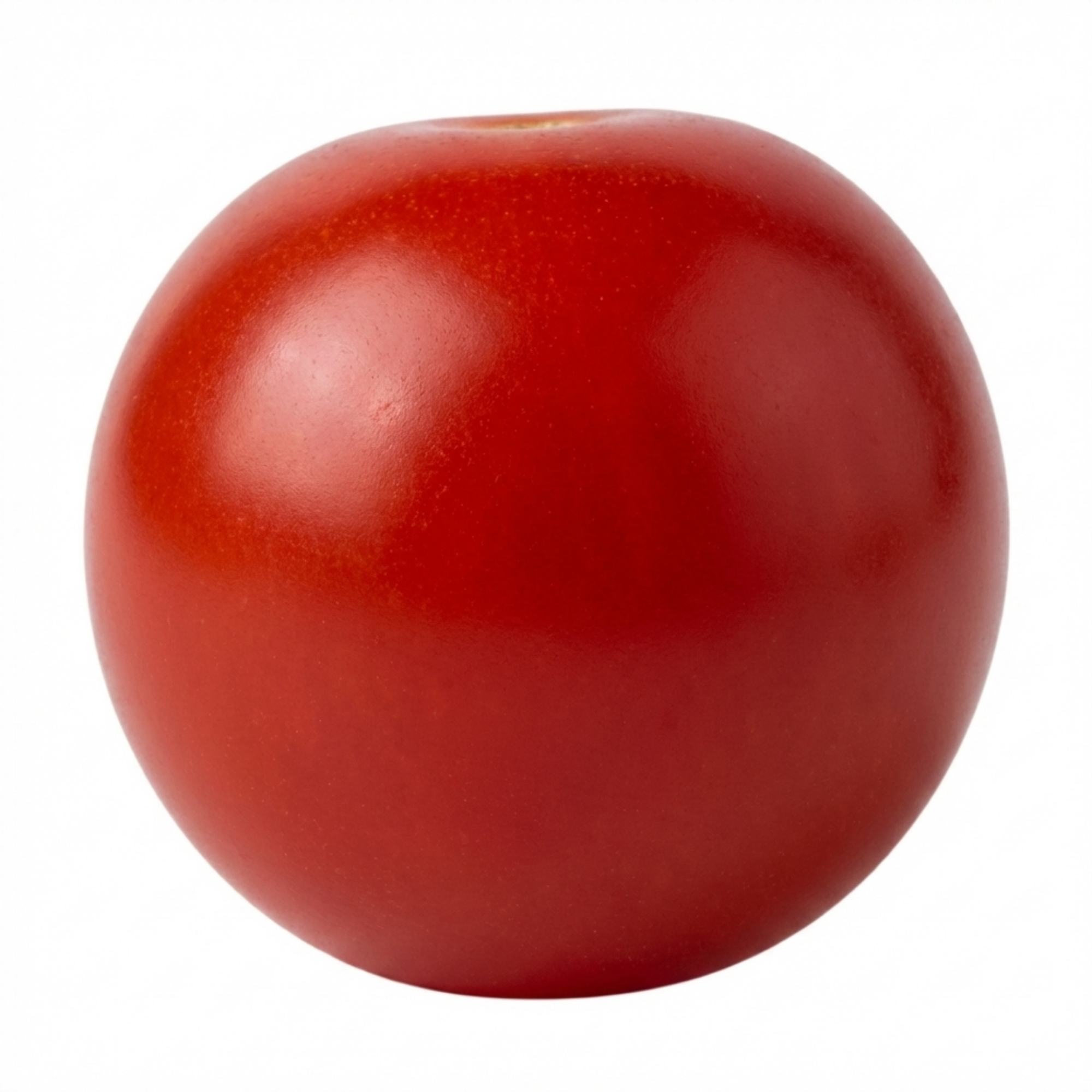 Tomato ‘Losetto’ — Fruit Plant / Tender Annual, 10.5cm Pot (Set of 3 or 6)
