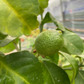 Mini Lemon Tree (Citrus × limon) — Tender Evergreen Fruit Tree, 15cm Pot