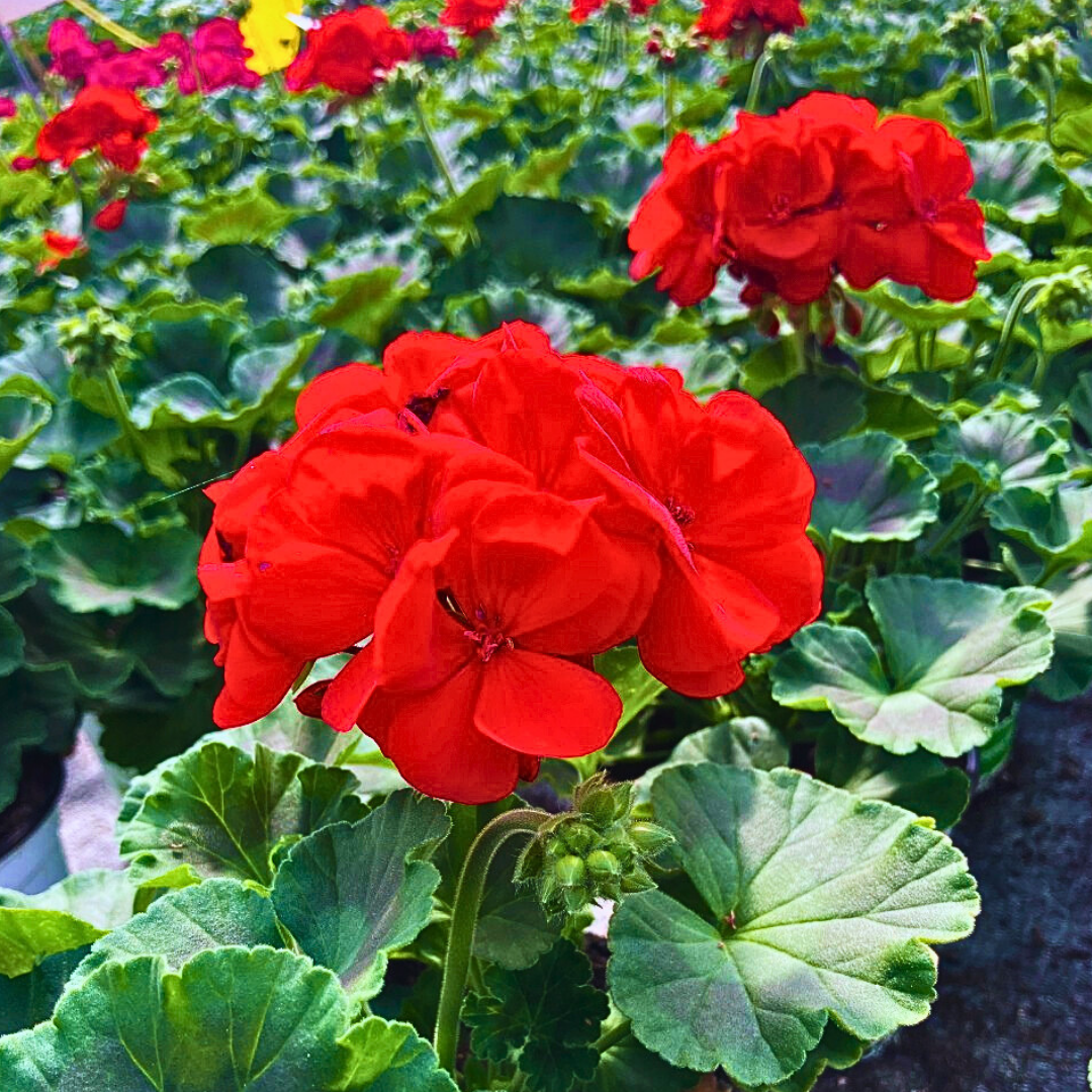 Pelargonium ‘Senna’ — Tender Perennial (grown as bedding), Bee-Friendly, 10.5cm Pot (Set of 3 or 6)