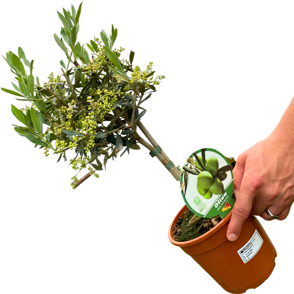 Mini Olive Tree (Olea europaea) — Hardy Evergreen, 15cm Pot
