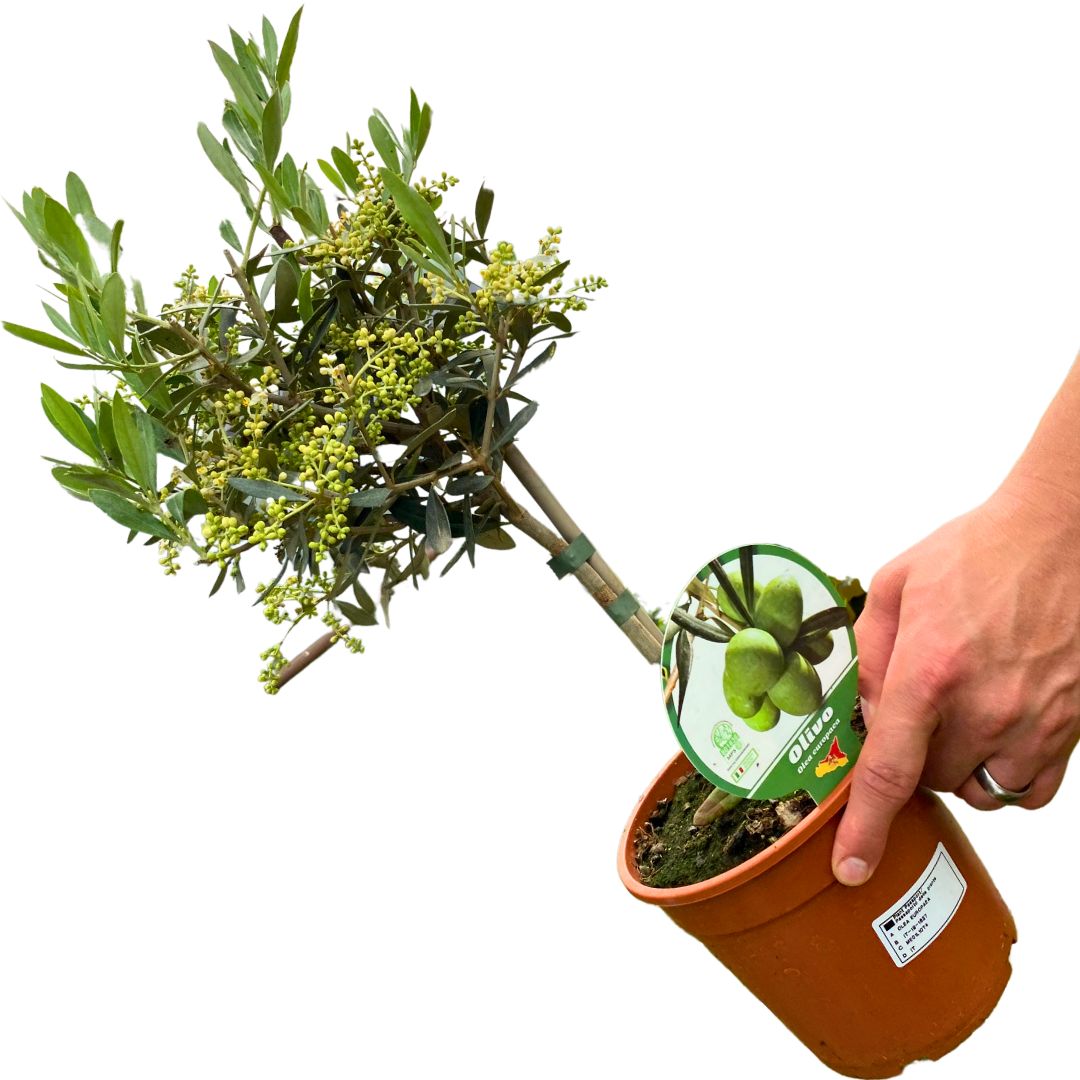 Mini Olive Tree (Olea europaea) — Hardy Evergreen, 15cm Pot