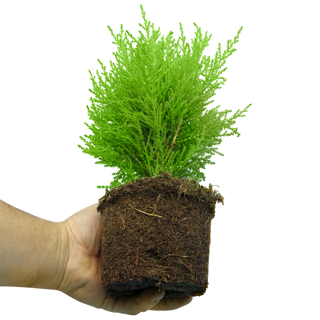 Container Middles Mix — Curated 3-Plant Set (Cupressus 'Wilma', Cordyline 'Red Star', Hebe 'Variegata'), 13cm Pots