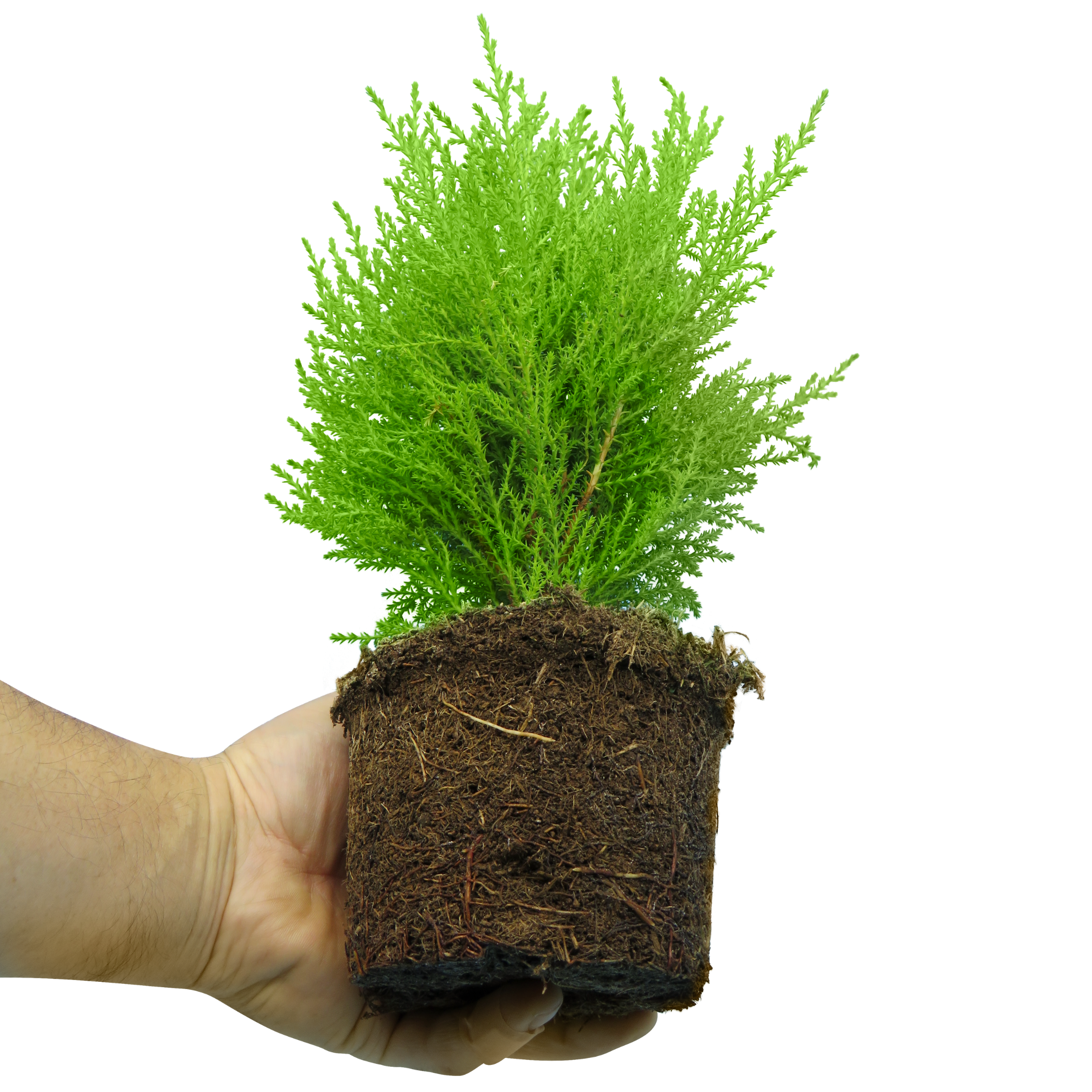 Container Middles Mix — Curated 3-Plant Set (Cupressus 'Wilma', Cordyline 'Red Star', Hebe 'Variegata'), 13cm Pots