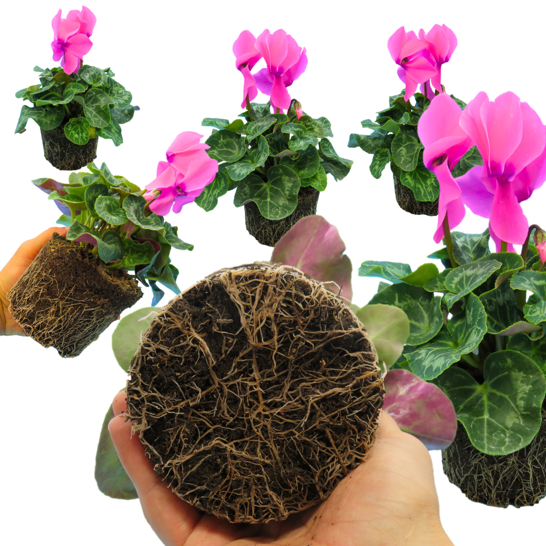 Cyclamen ‘Flame Deep Rose’ — Hardy Perennial, 1L Pot