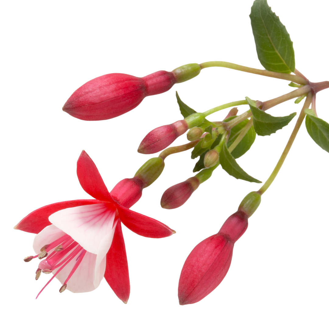 Fuchsia ‘Diva Red and White’ — Hardy Perennial, Bee-Friendly, 1L Pot