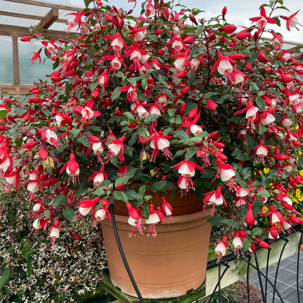 Fuchsia ‘Diva Cherry and White’ — Hardy Perennial, Bee-Friendly, 1L Pot