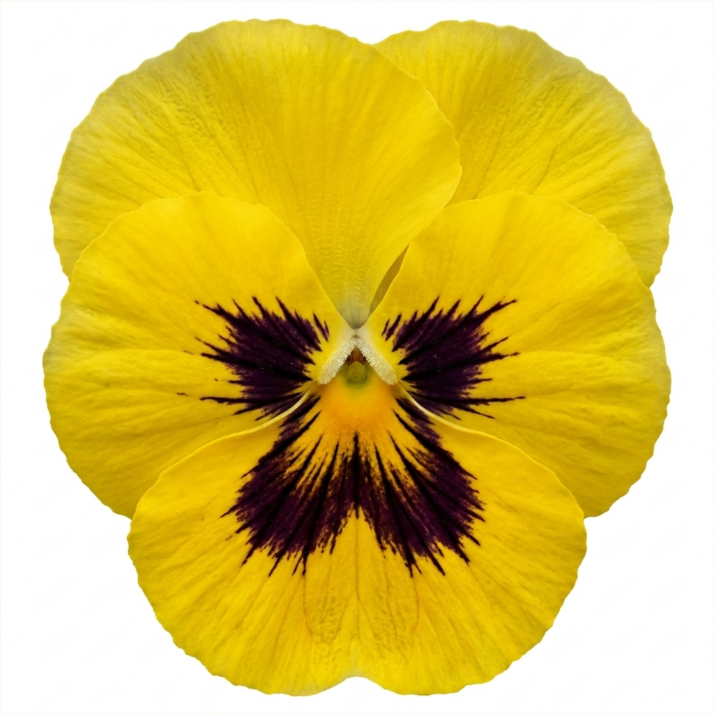 Pansy ‘Cats Plus Yellow’ — Hardy Annual / Biennial, Bee-Friendly, 1L Pot