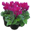 Cyclamen ‘Smartiz Violet Fonce’ — Tender Pot Plant (perennial in mild climates), 10.5cm Pot (Set of 3 or 6)