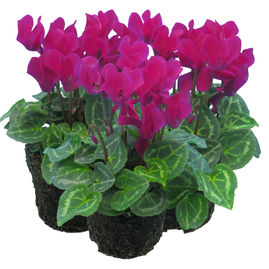 Cyclamen ‘Smartiz Violet Fonce’ — Tender Pot Plant (perennial in mild climates), 10.5cm Pot (Set of 3 or 6)