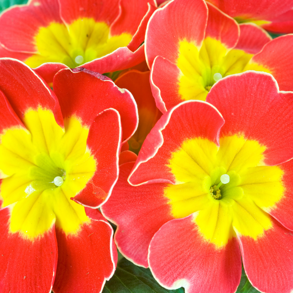 Primrose ‘Red’ — Hardy Perennial, Bee-Friendly, 10.5cm Pot