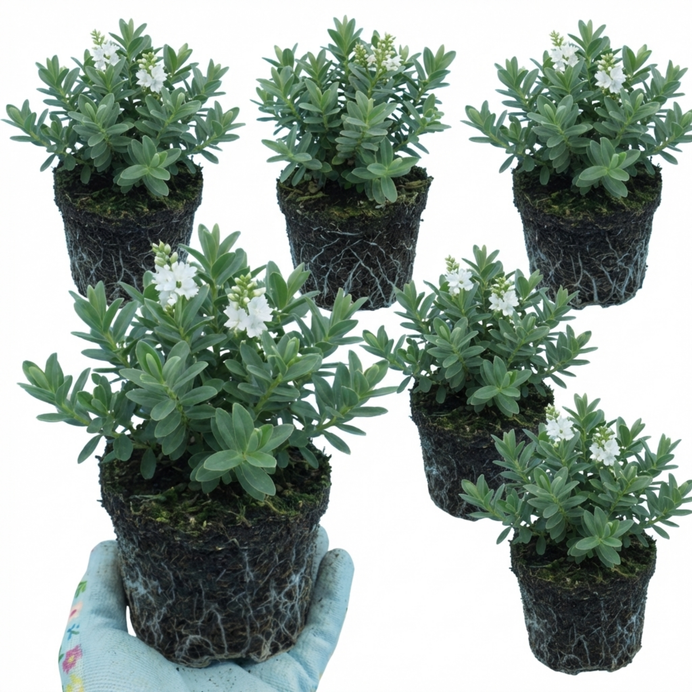 Hebe ‘Sutherlandii’ — Hardy Evergreen Shrub, Bee-Friendly, 1L Pot (Set of 3 or 6)