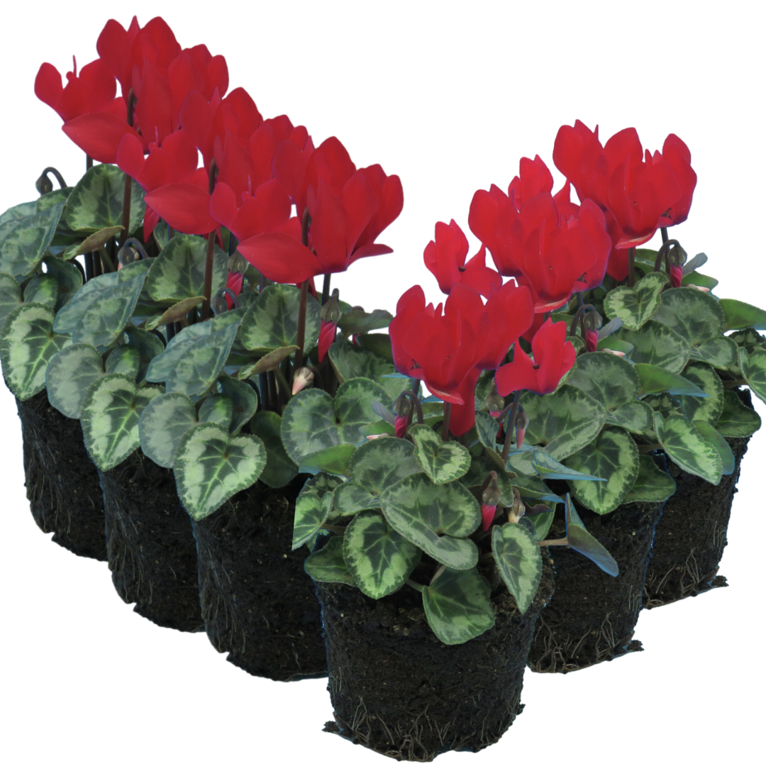 Cyclamen ‘Metis Decora Scarlet’ — Tender Pot Plant (perennial in mild climates), 10.5cm Pot (Set of 3 or 6)