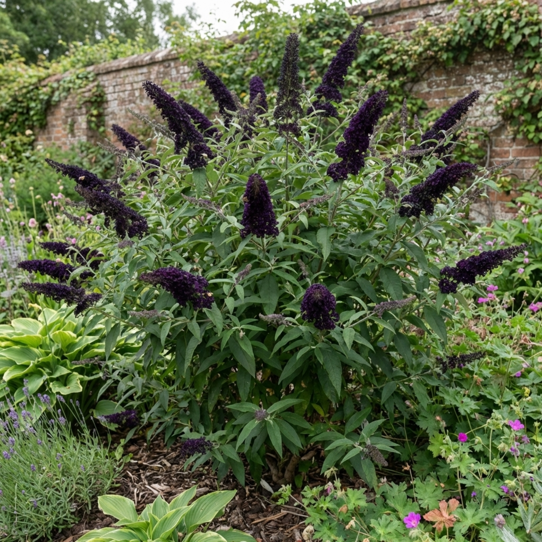 Buddleia ‘Black Knight’ — Deciduous Shrub, Bee-Friendly, 2L Pot