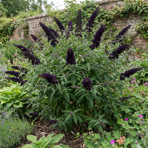 Buddleia ‘Black Knight’ — Deciduous Shrub, Bee-Friendly, 2L Pot
