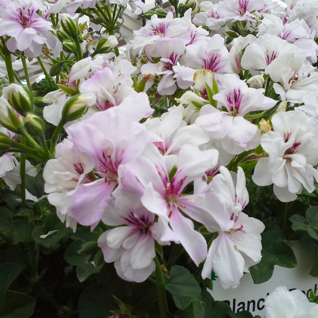 Geranium 'Trailing Blanche Roche' — Half-Hardy Annual, 10.5cm Pot (Set of 3)