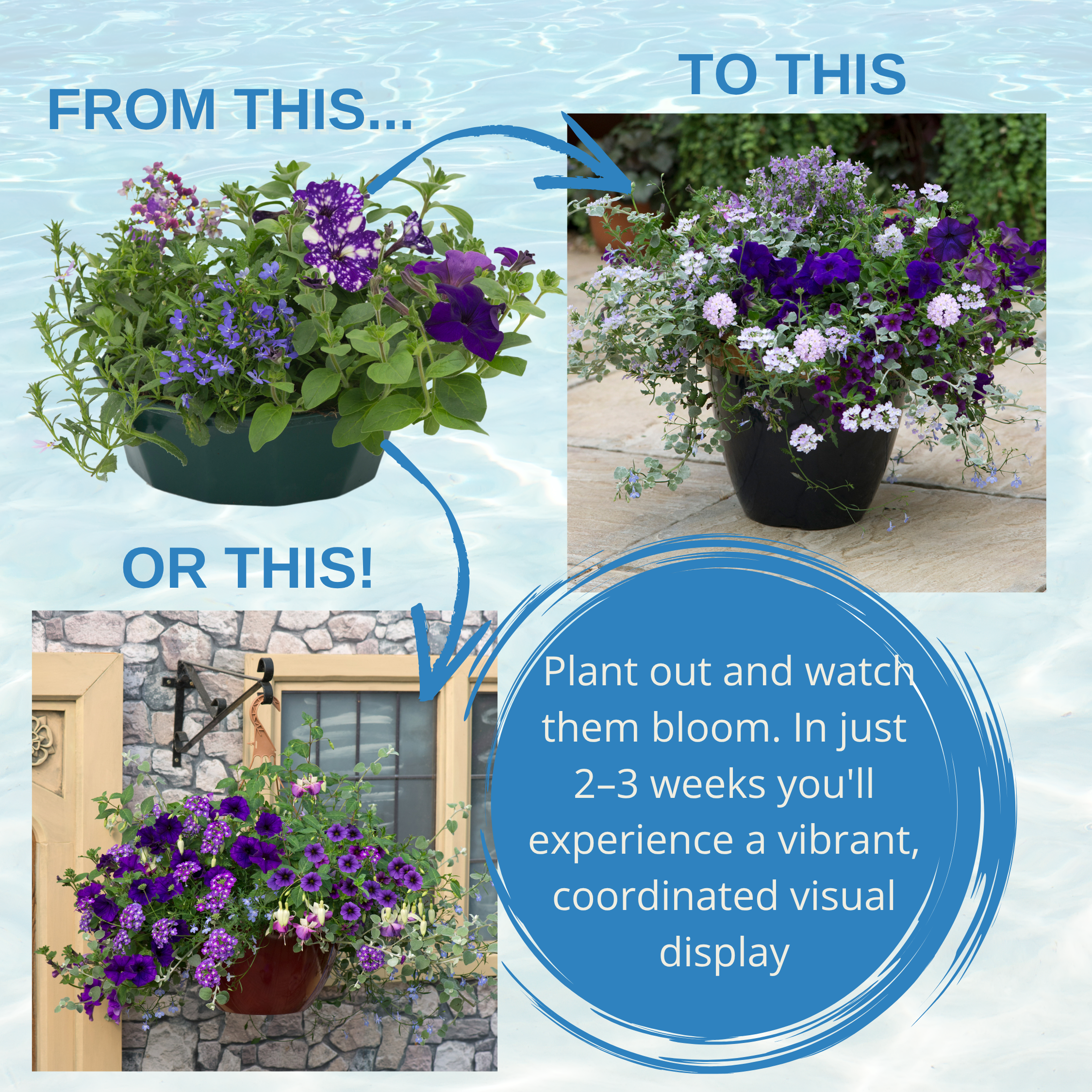 Sea Blues Speedplanter — Pre-Planted Mixed Annual Display, 7-Plant Set