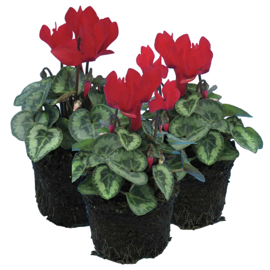 Cyclamen ‘Metis Decora Scarlet’ — Tender Pot Plant (perennial in mild climates), 10.5cm Pot (Set of 3 or 6)