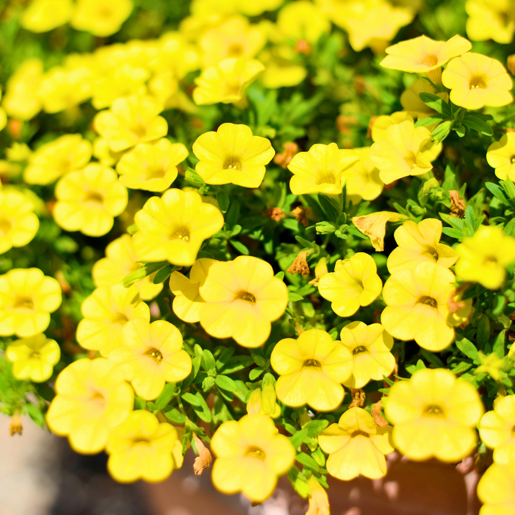 Calibrachoa ‘Cabaret Yellow’ — Half-Hardy Trailing Annual, Bee-Friendly, 10.5cm Pot (Set of 3 or 6)