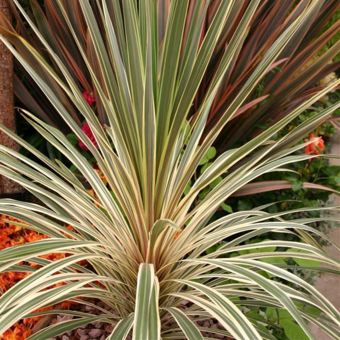 Cordyline ‘Torbay Dazzler’ — Hardy Perennial, 3L Pot