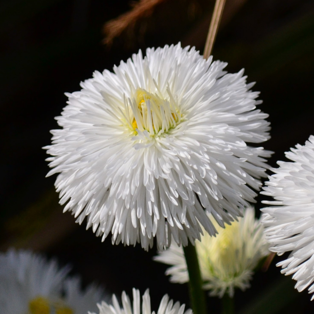 Bellis ‘White’ — Hardy Perennial, Bee-Friendly, 10.5cm Pot