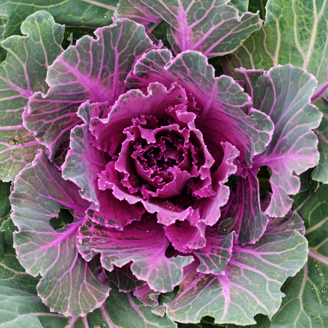 Ornamental ‘Cabbage Red’ — Hardy Perennial, 1L Pot