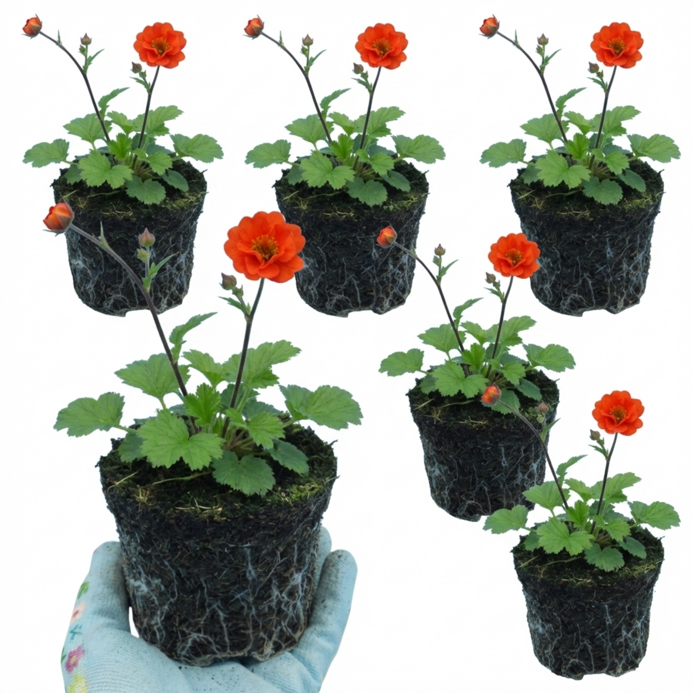 Geum ‘Mrs Bradshaw’ — Hardy Perennial, Bee-Friendly, 1L Pot (Set of 3 or 6)