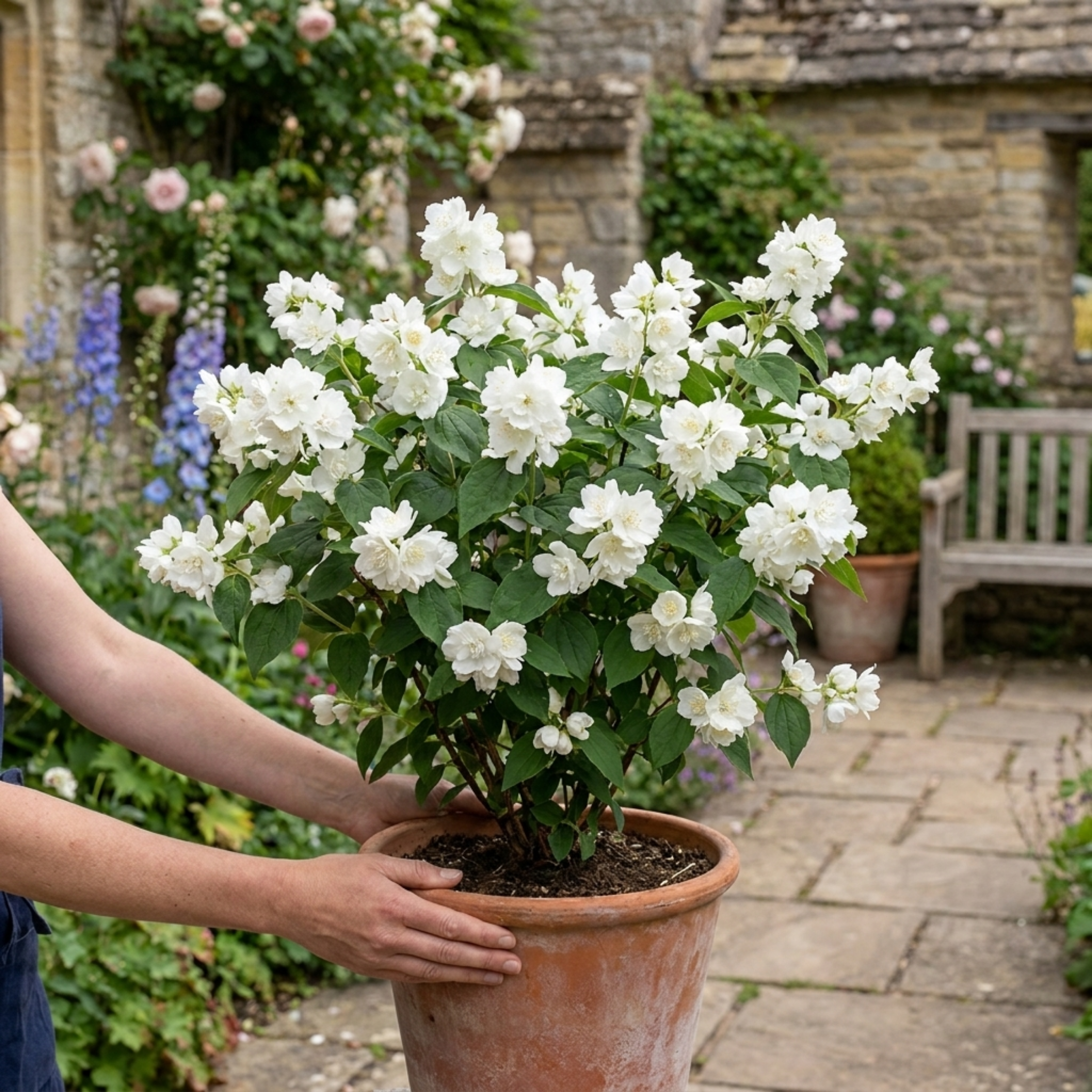 Philadelphus ‘Snowbelle Mock Orange’ — Deciduous Shrub, Bee-Friendly, 3L Pot