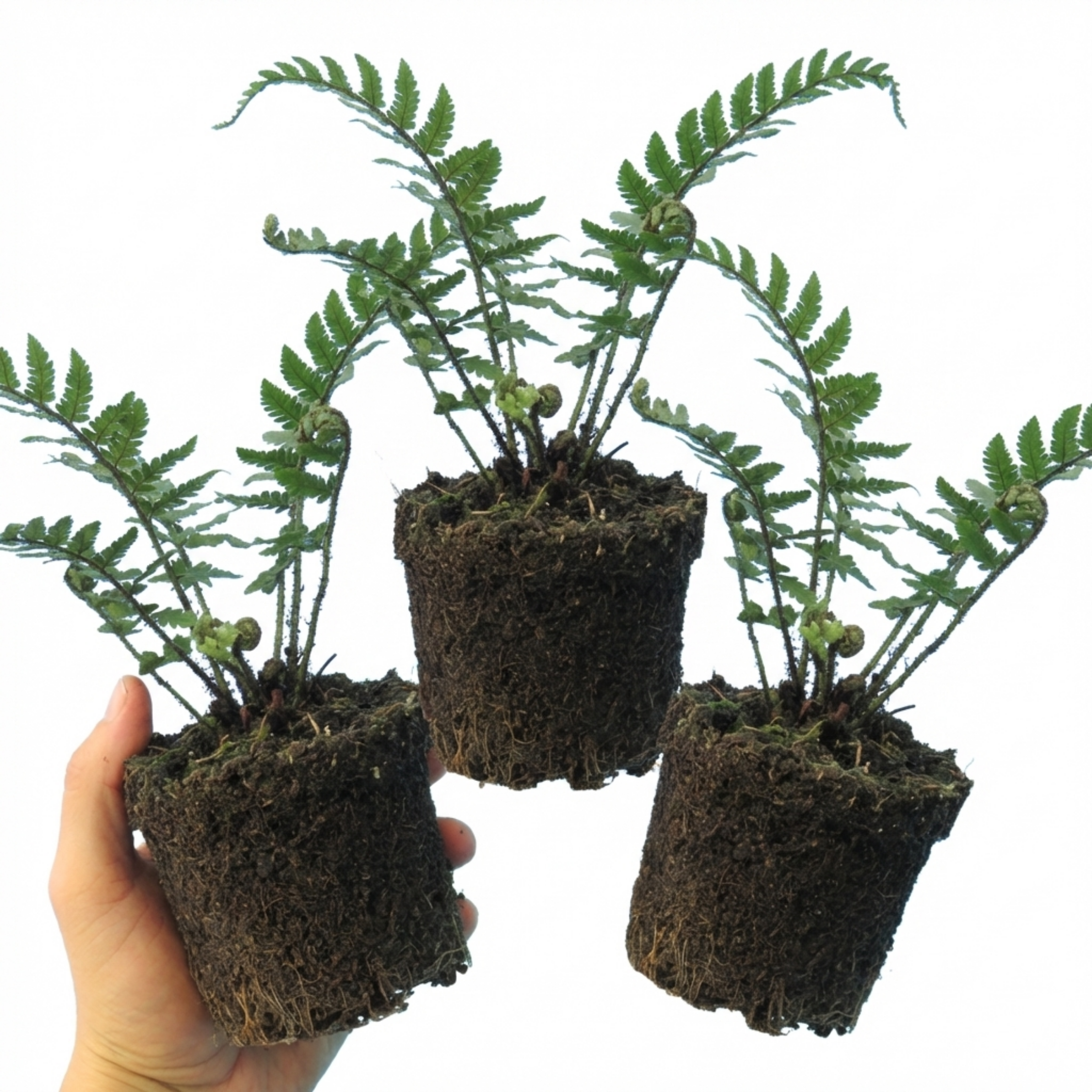 Dryopteris ‘Atrata Wood’ — Hardy Evergreen to Semi-evergreen Perennial Fern, 1L Pot (Set of 3 or 6)