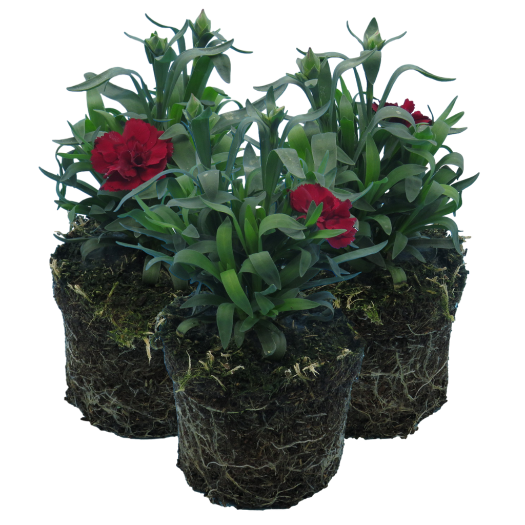 Carnation ‘Dark Red’ — Hardy Perennial, Bee-Friendly, 10.5cm Pot