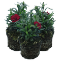 Carnation ‘Dark Red’ — Hardy Perennial, Bee-Friendly, 10.5cm Pot