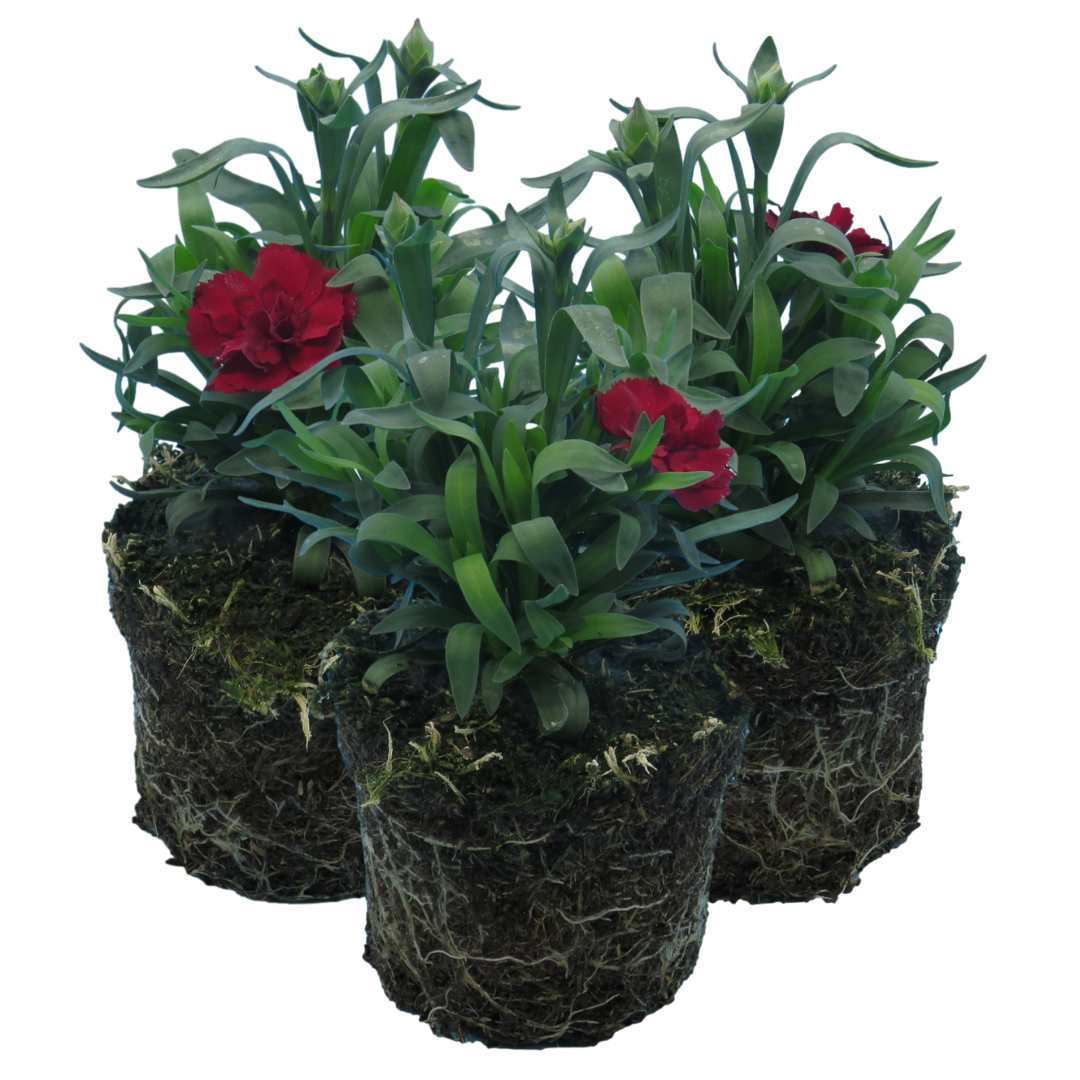 Carnation ‘Dark Red’ — Hardy Perennial, Bee-Friendly, 10.5cm Pot