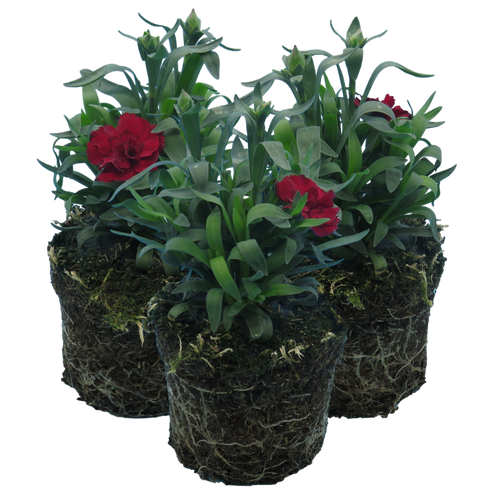 Carnation ‘Dark Red’ — Hardy Perennial, Bee-Friendly, 10.5cm Pot