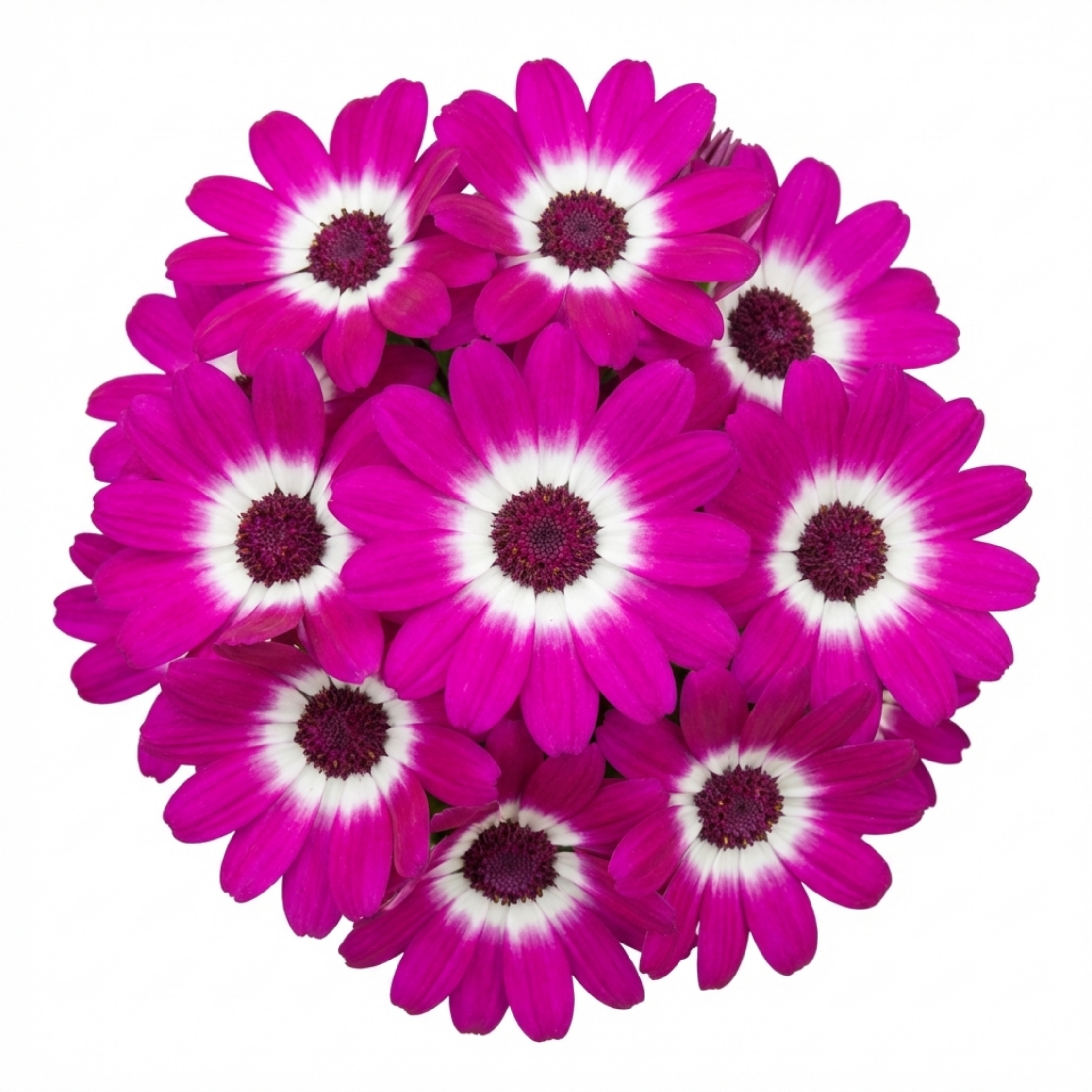 Senetti ‘Magenta Bicolour Pericallis’ — Bedding Plant, Bee-Friendly, 6.5L Pot
