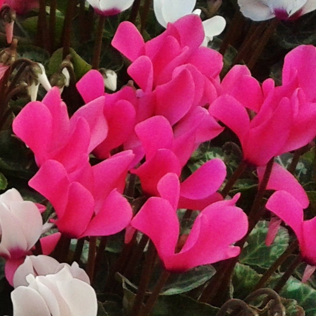 Cyclamen ‘Metis Decora Magenta’ — Tender Pot Plant (perennial in mild climates), 10.5cm Pot (Set of 3 or 6)