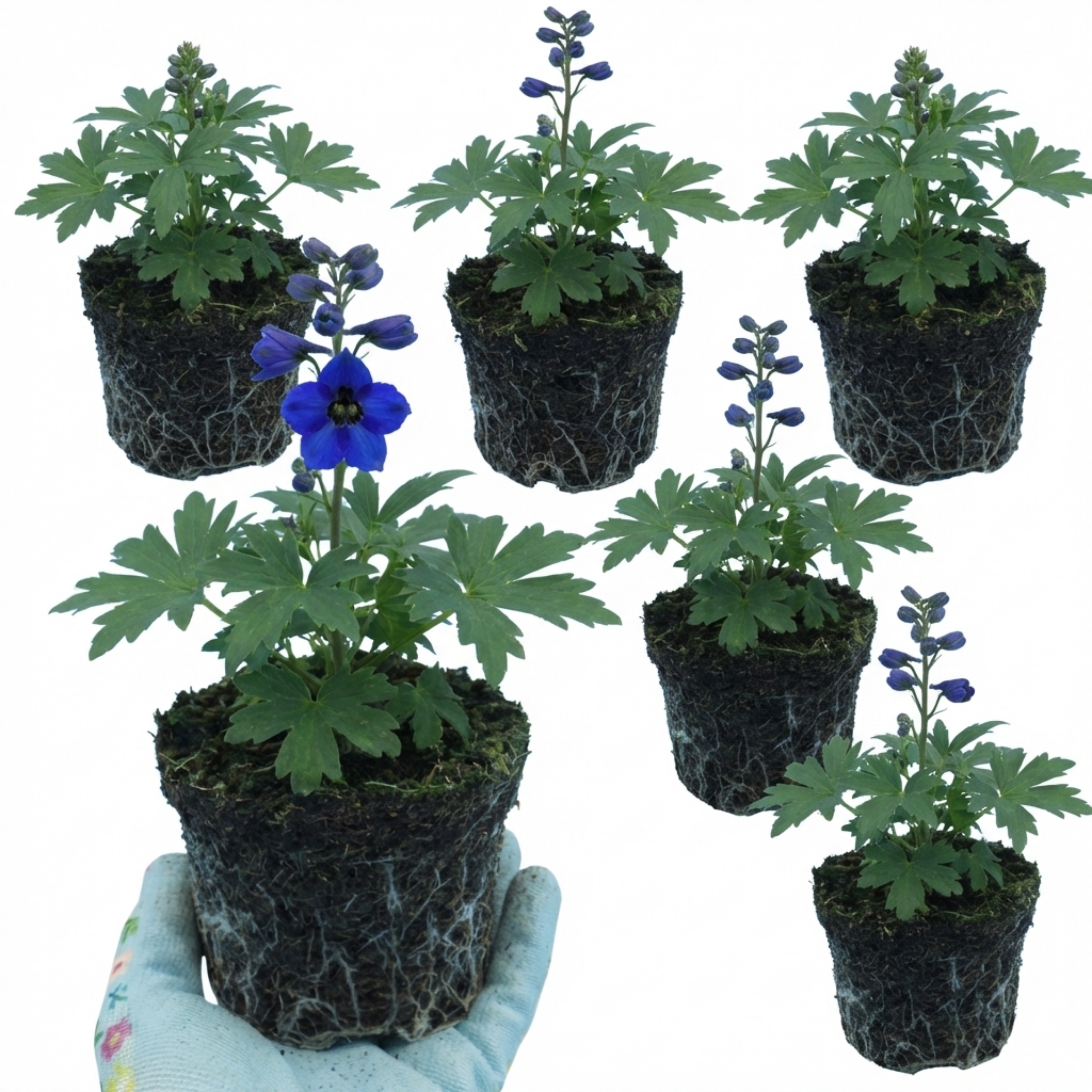 Delphinium ‘Dark Blue Black’ — Hardy Perennial, Bee-Friendly, 1L Pot (Set of 3 or 6)