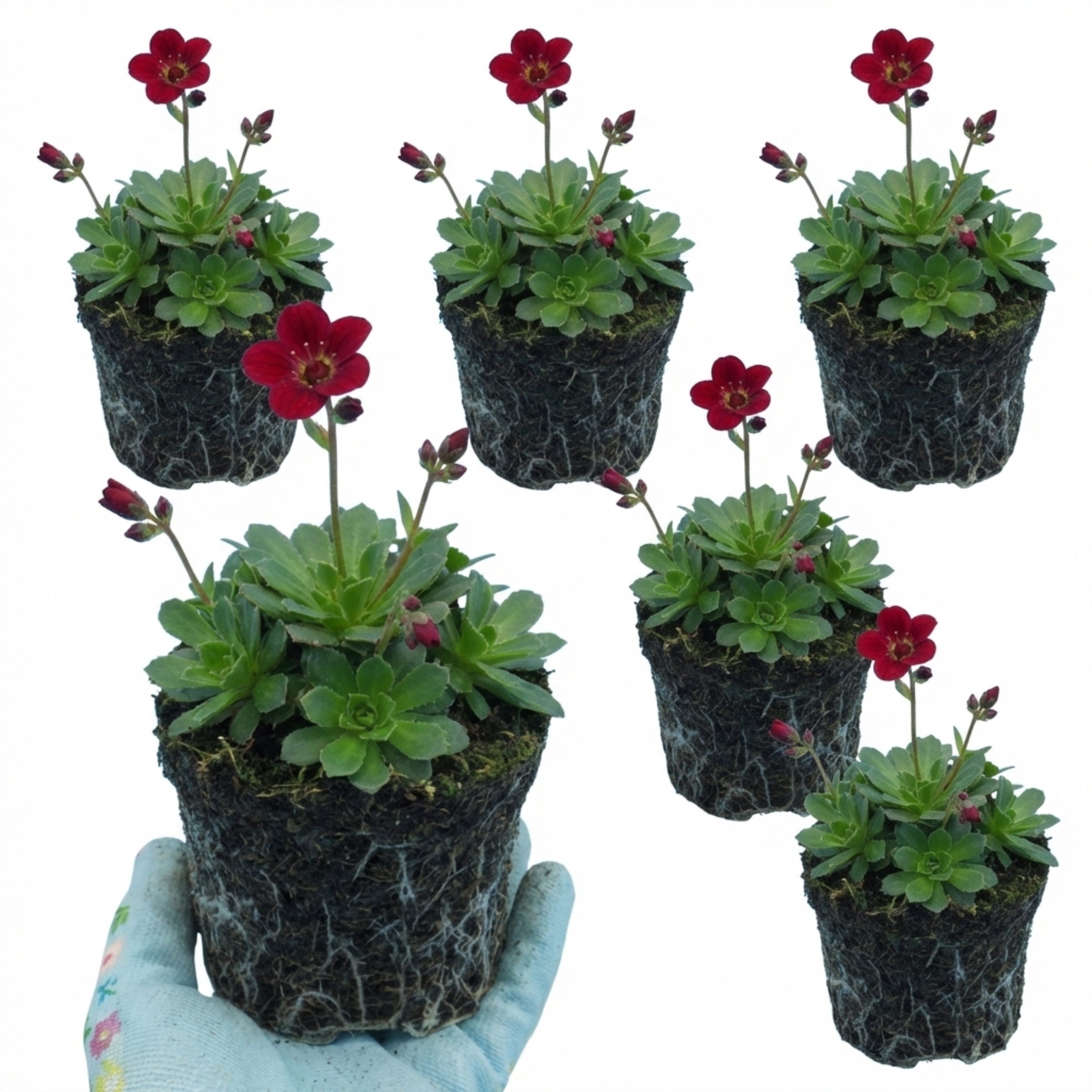 Saxifrage ‘Ice Colours Red’ — Hardy Alpine Evergreen Perennial, Bee-Friendly, 1L Pot (Set of 3 or 6)