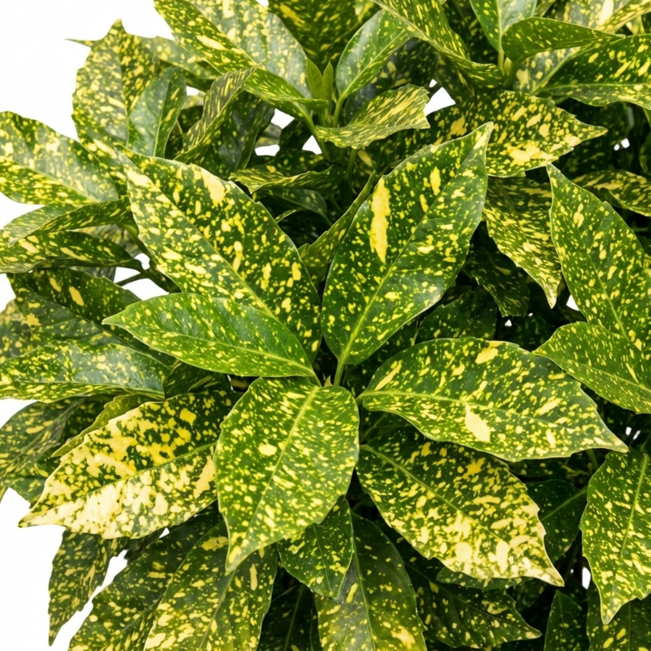 Aucuba ‘Japonica Crotonifolia Spotted Laurel’ — Evergreen Shrub, 2L Pot