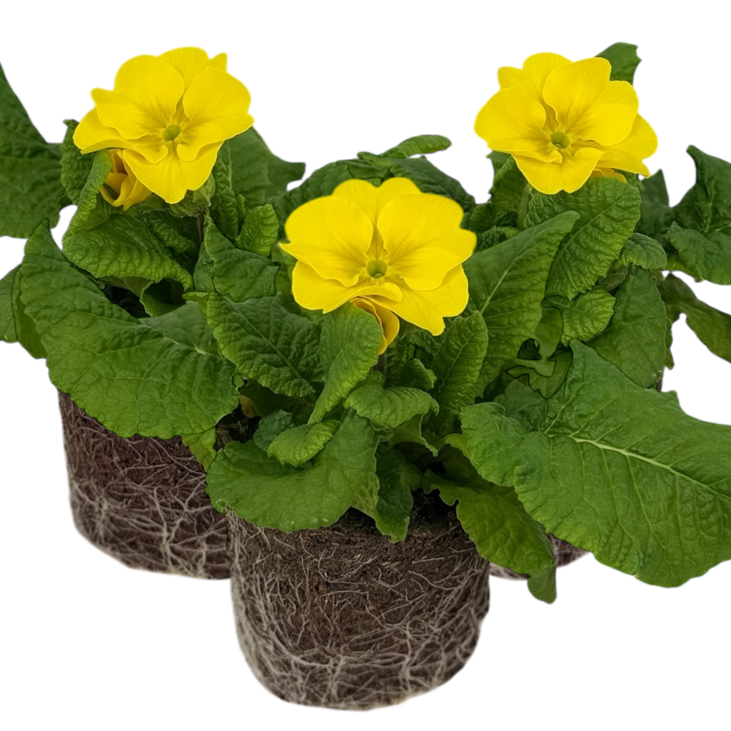 Polyanthus ‘Yellow’ — Hardy Perennial, Bee-Friendly, 10.5cm Pot (Set of 3 or 6)