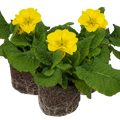 Polyanthus ‘Yellow’ — Hardy Perennial, Bee-Friendly, 10.5cm Pot (Set of 3 or 6)