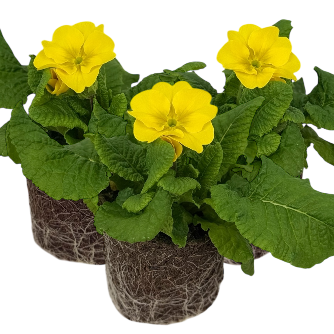 Polyanthus ‘Yellow’ — Hardy Perennial, Bee-Friendly, 10.5cm Pot (Set of 3 or 6)