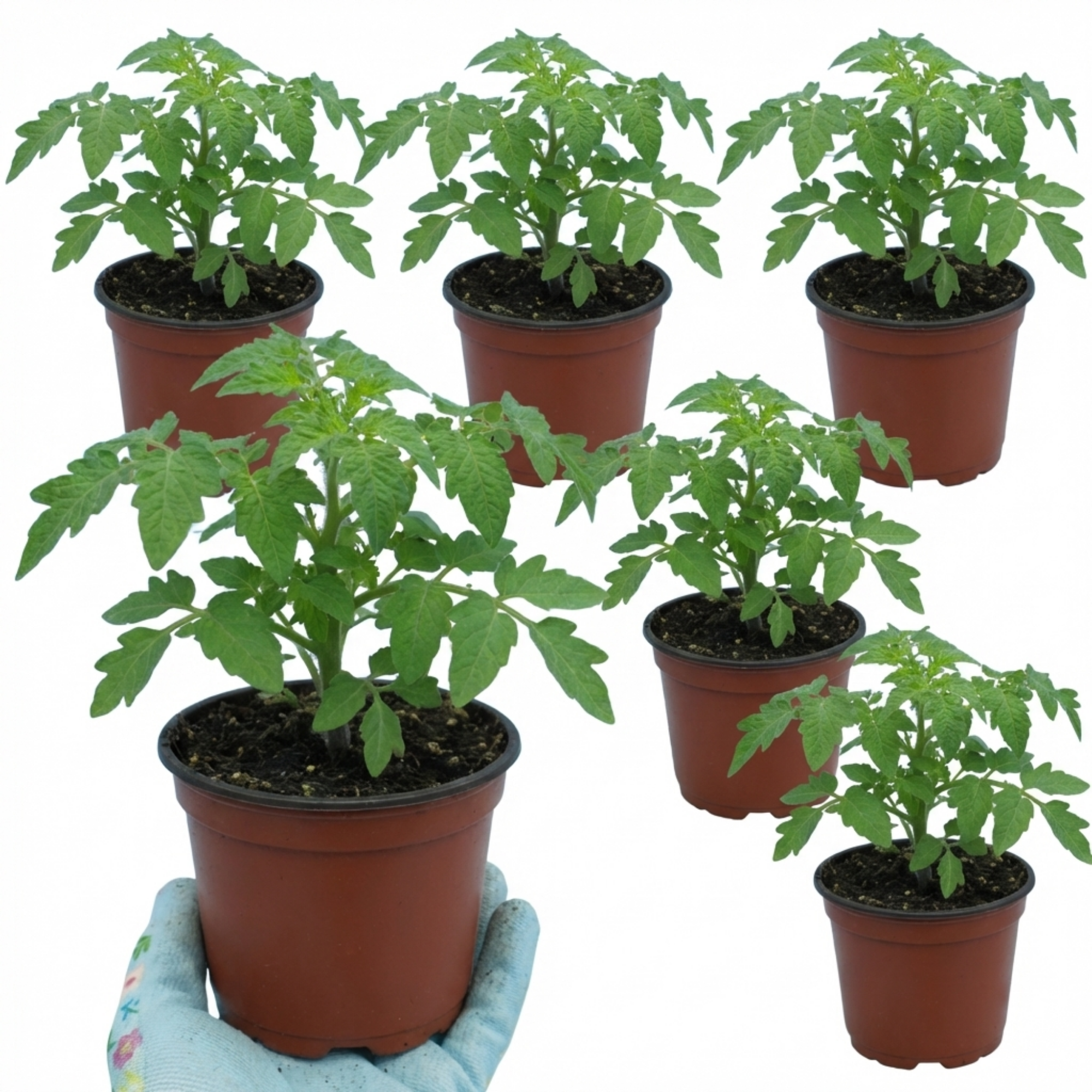 Tomato ‘Lemon Sherbet’ — Fruit Plant / Tender Annual, 10.5cm Pot (Set of 3 or 6)
