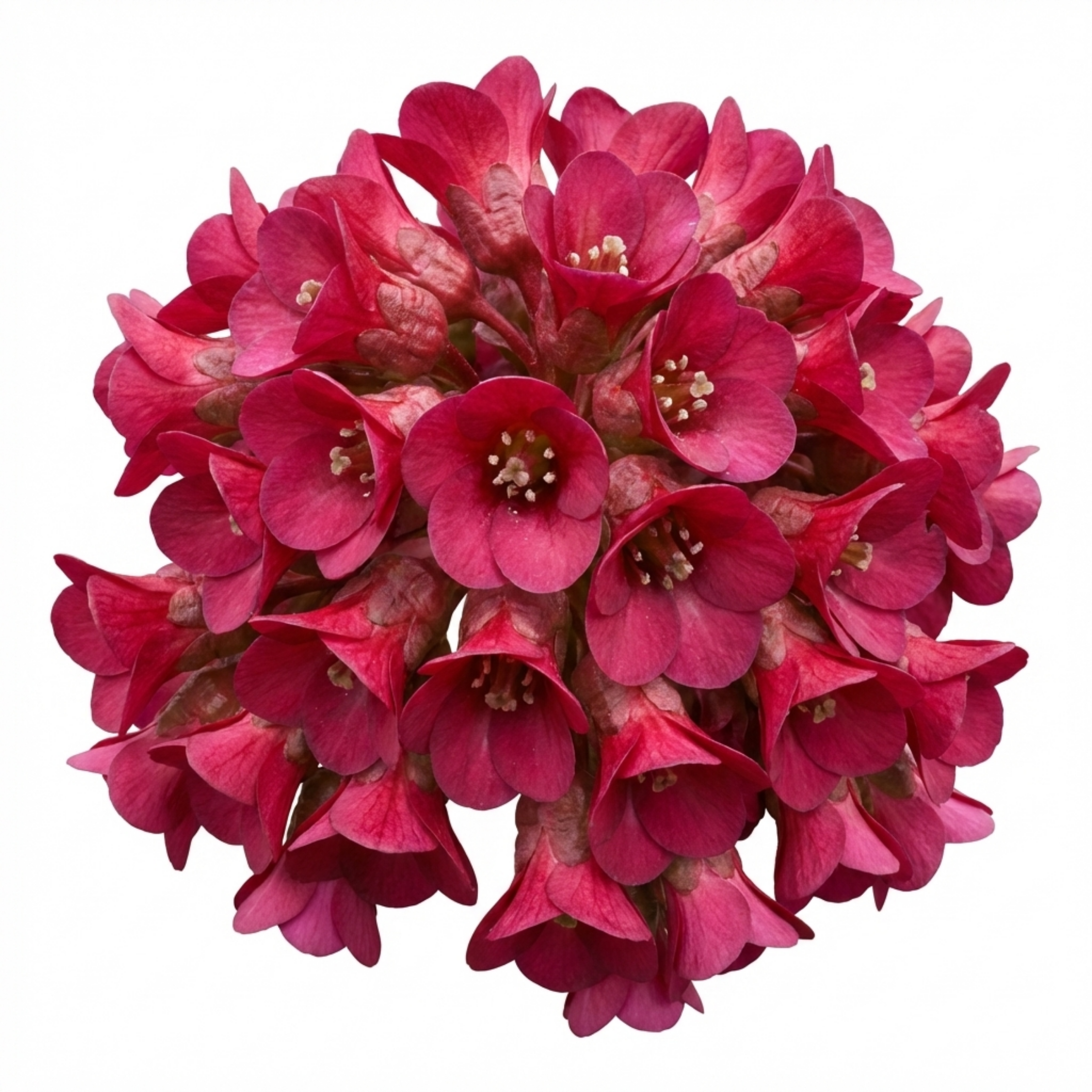 Bergenia ‘Rotblum’ — Hardy Evergreen Perennial, Bee-Friendly, 1L Pot (Set of 3 or 6)