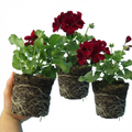 Pelargonium ‘Calliope Dark Red’ — Tender Perennial (grown as bedding), Bee-Friendly, 1L Pot