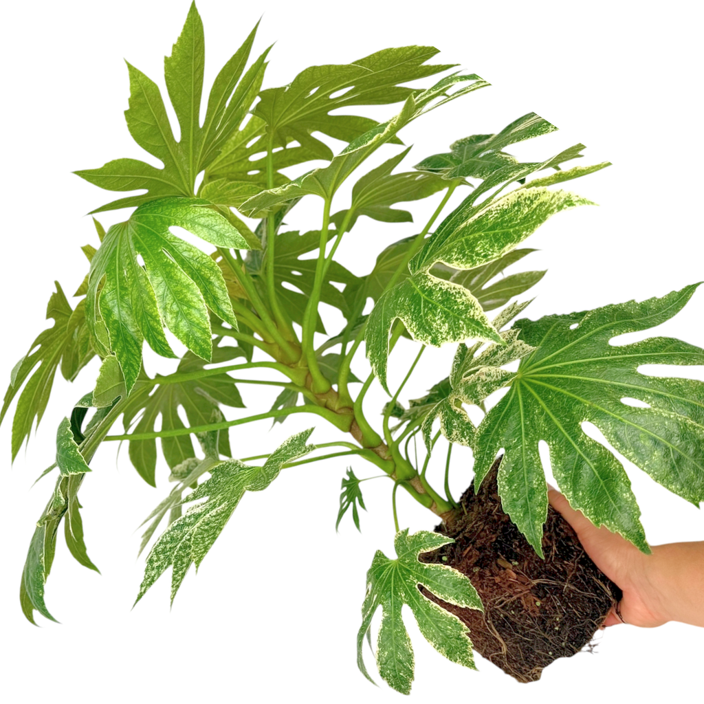 Fatsia ‘Spiders Web’ — Hardy Perennial, 3L Pot