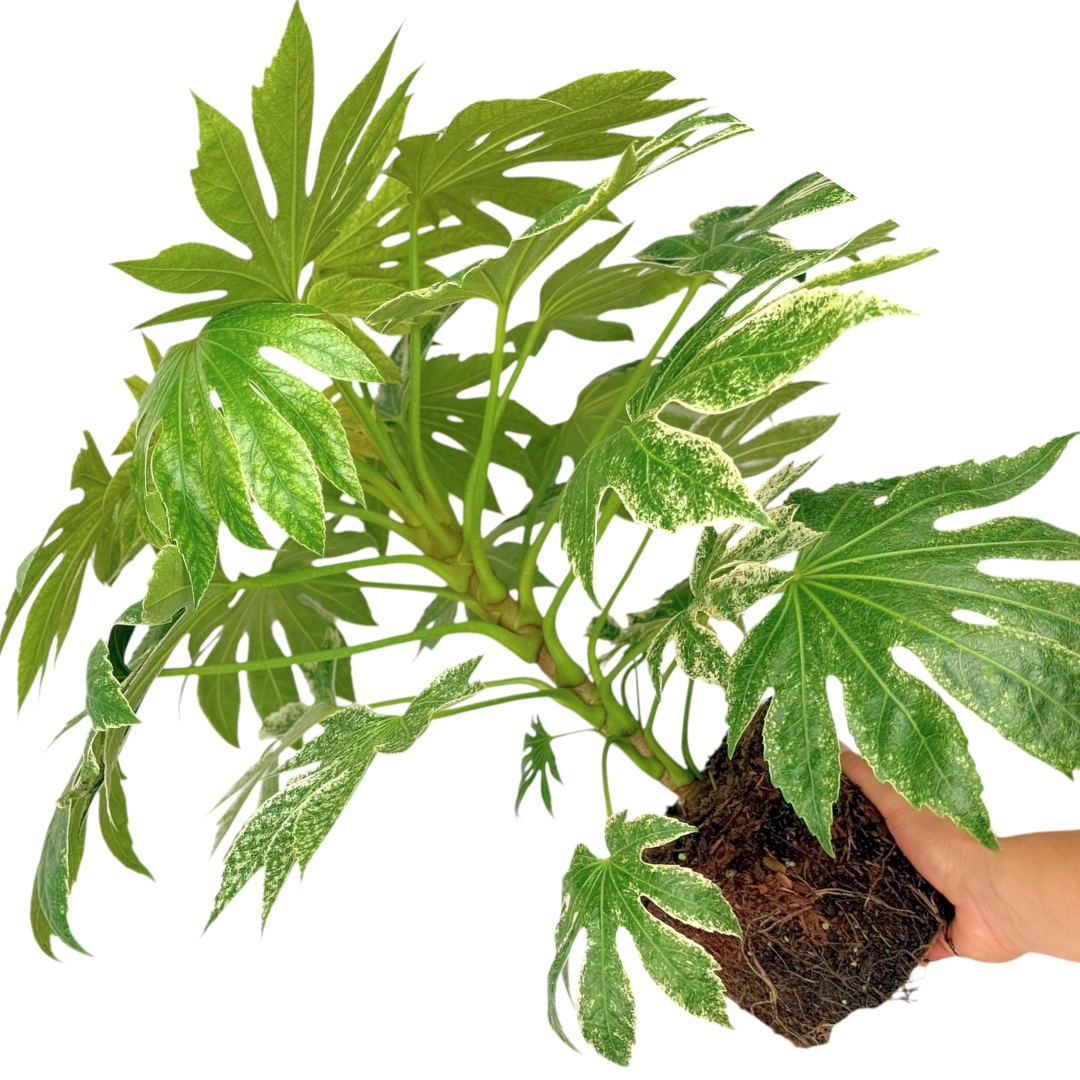 Fatsia ‘Spiders Web’ — Hardy Perennial, 3L Pot
