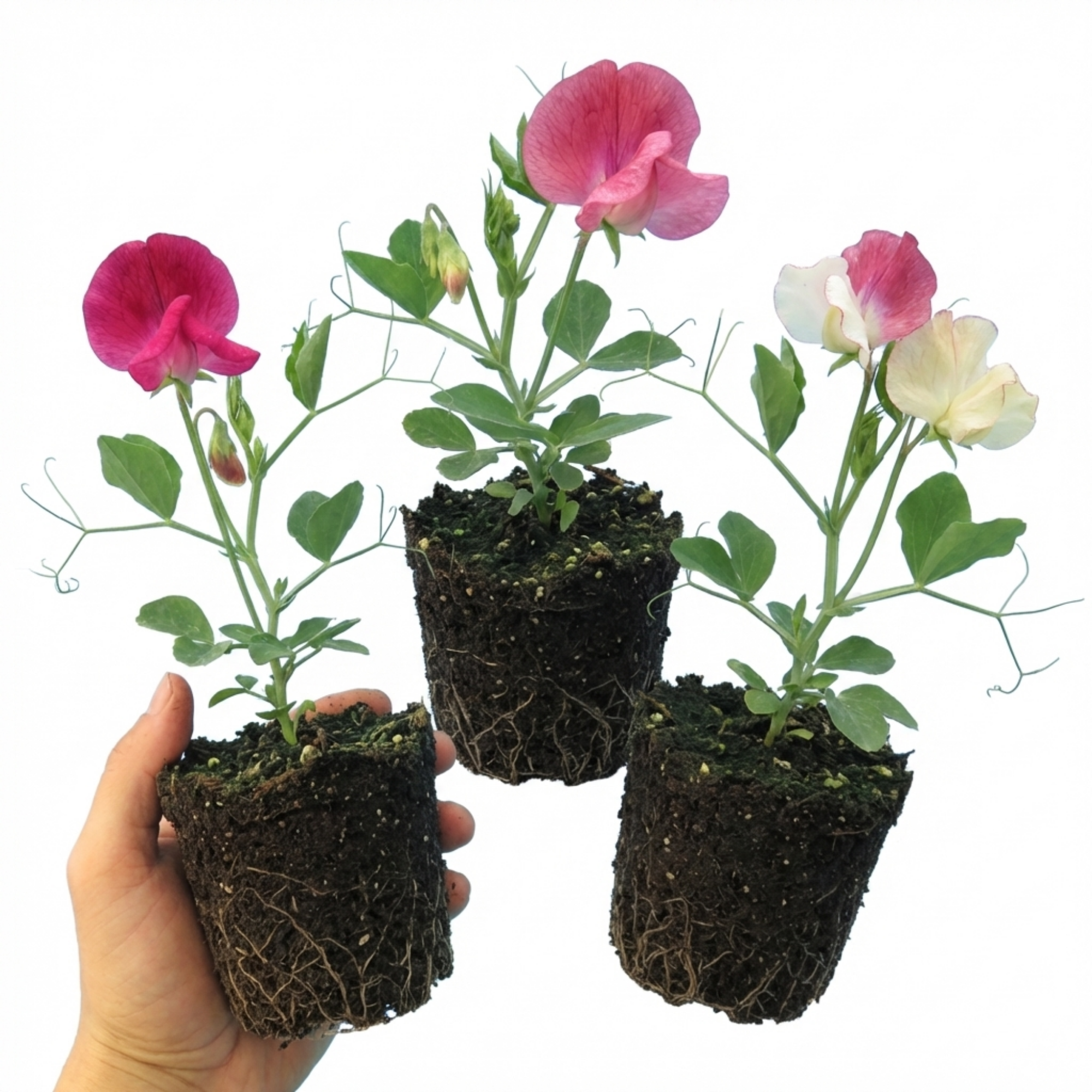 Lathyrus ‘Mammoth’ — Hardy Annual Climber, Bee-Friendly, 10.5cm Pot (Set of 3 or 6)